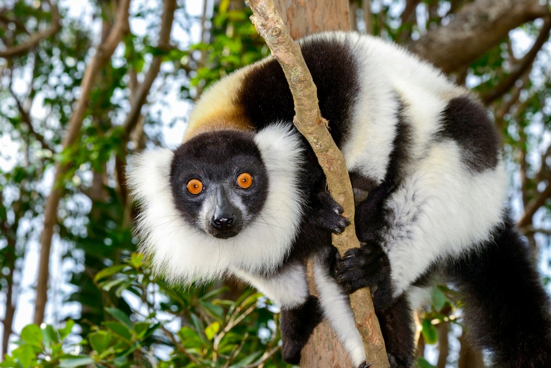Wild Adventures Await: Exploring Beavers Bend Safari Park